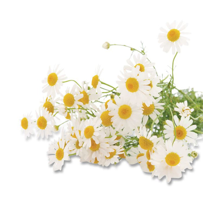 Cozy Chamomile Herbal Tea Pods, 1.90 oz, 18/Box