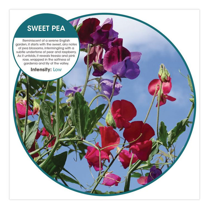 Fusion Metered Aerosols, Sweet Pea, 8.45 oz, 12/Carton